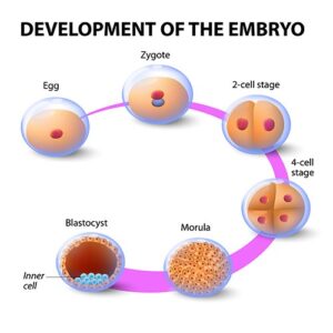 IVF Natural Cycle